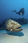 Malabar Grouper and Scuba Diver, Hamata, Red Sea, Egypt