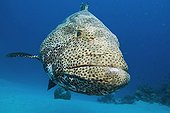 Malabar Grouper, Hamata, Red Sea, Egypt