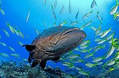 Black Grouper, Atlantic Ocean, Bahamas
