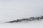 Forest emerging from the fog Creux du Van Jura Switzerland
