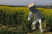 Activist anti GMO in a field of rapeseed Vosges France