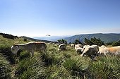 Sheep transhumance in the top of Mount Aigoual France