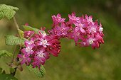 Flowering Currant flowers France 