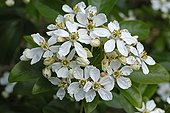 Mexican orange blossom in the spring France 