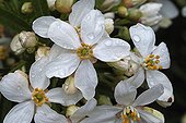Mexican orange blossom in the spring France ;  