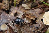 Dung Beetle on dead leaves France