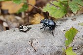 Dung Beetle on bark France