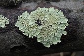 Flavoparmelia caperata lichen thallus on a branch France
