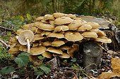 Honey mushrooms on stump in the undergrowth France
