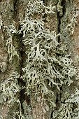 Oak Moss Lichen on bark France