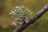 Oak Moss Lichen on a branch France