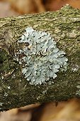 Flavoparmelia caperata lichen thallus on a branch France