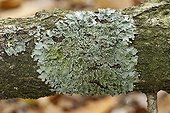 Punctelia subrudecta lichen thallus on a branch France