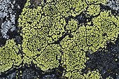 World map Lichen on a rock Alps France