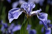 Canada's Iris Flower Alpine Garden of Lautaret France