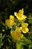 Heartleaf saxifrage Flower Alpine Garden of Lautaret France