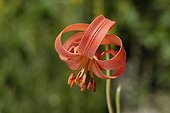 Red Lily flower Alpine Garden of Lautaret France ;  