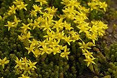 Goldmoss Stonecrop flowers Alpine Garden of Lautaret ;  