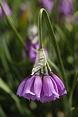 Garlic flower Alpine Garden of Lautaret France ; A native of Bergamo Alps 