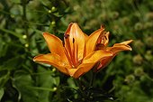 Orange Lily flower Alpine Garden of Lautaret France ; From the Balkans