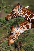 Girafes réticulées mangeant des feuilles d'Acacia Kenya