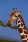 Girafe réticulée mangeant des feuilles d'Acacia Kenya
