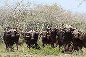 Groupe de Buffles d'Afrique mâles en alerte PN Kruger RSA