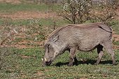 Common Warthog grazing Hluhluwe-Umfolozi Game Reserve