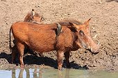 Common Warthog with Red-billed Oxpecker RSA ; Near the pond, covered with laterite