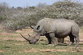 White Rhinoceros grazing Hluhluwe-Umfolozi Game Reserve