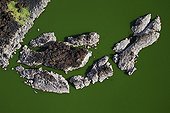 Volcanic rocks on jade coloured waters of Lake Turkana Kenya ; It is the world's largest desert lake and the world's largest alkaline lake.
