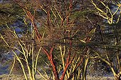 Branches of Acacias in the savanna of Lewa Downs Kenya