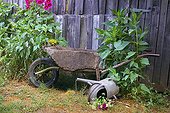 Watering cans and wheelbarrow abandoned in a garden