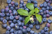 Common cultivated blueberries