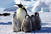 Emperor Penguin and chicks on ice Snow Hill Antarctic