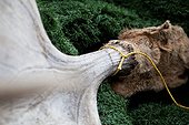 Moose antlers on synthetic grass Yukon Canada 