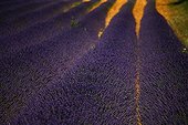 Field of Lavender flowers in Provence France 