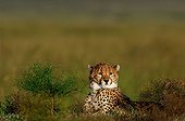 Young female Cheetah lying in grass Masai Mara Kenya