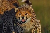Portrait of a young female Cheetah Masai Mara Kenya