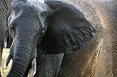 African elephant taking a mud bath Botswana 