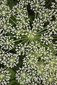 Detail of giant hogweed flower in a garden