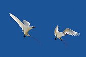 Red tailed Tropicbirds in flight Sand Island Hawaii