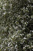 Hoheria sexstylosa in bloom Botanical Garden Scotland UK ; Origin: New Zealand 