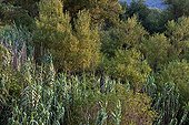 Riparian vegetation Provence France