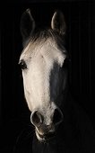 Portrait of a horse in its box on a black background France