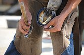 Installation of a horseshoe by a farrier France 