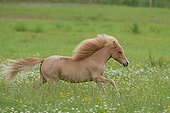American miniature horse running in a meadow France