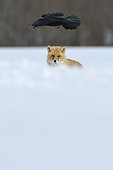 The Raven and the Red Fox in the snow in winter in Japan