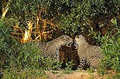Jaguars males playing Pantanal Brazil 