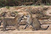 Jaguars males playing beside a river Pantanal Brazil 